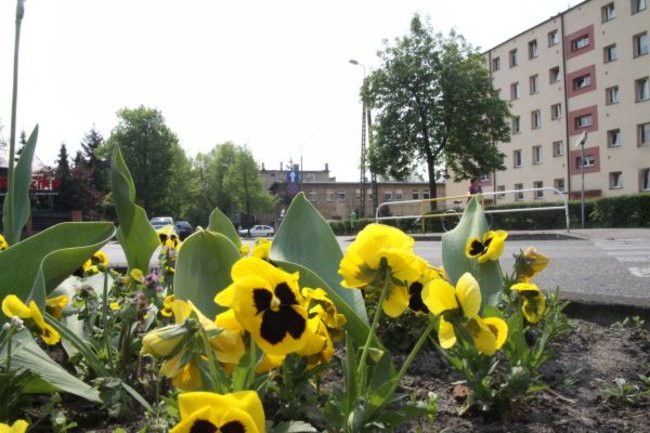 Tulipany w pełnej krasie (zdjęcia)