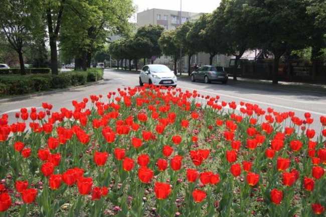 Tulipany w pełnej krasie (zdjęcia)
