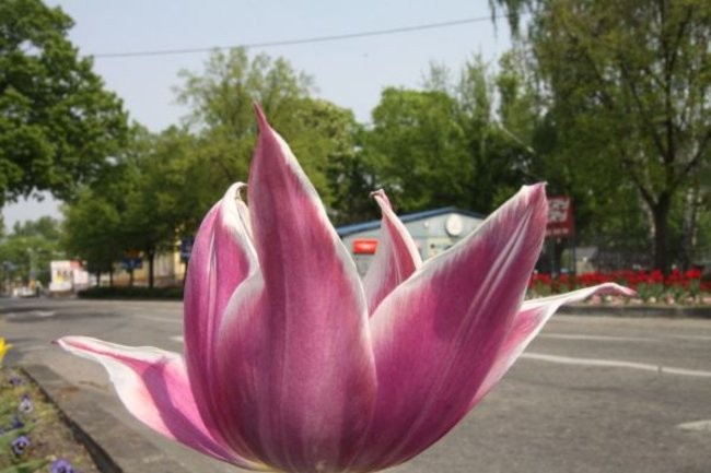 Tulipany w pełnej krasie (zdjęcia)