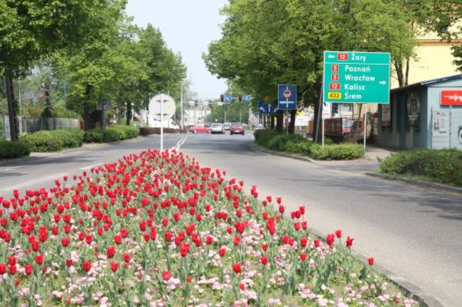 Tulipany w pełnej krasie (zdjęcia)