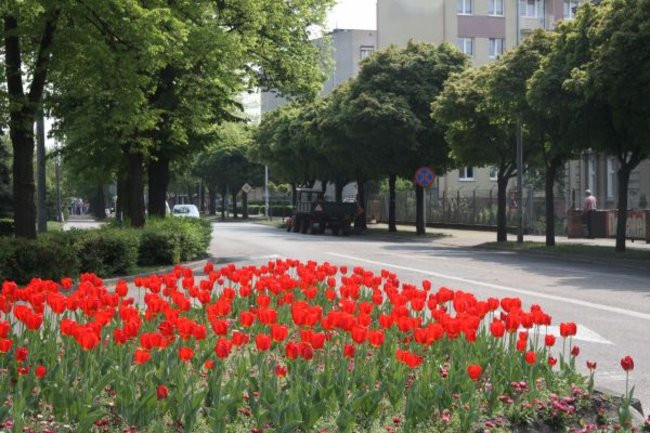 Tulipany w pełnej krasie (zdjęcia)