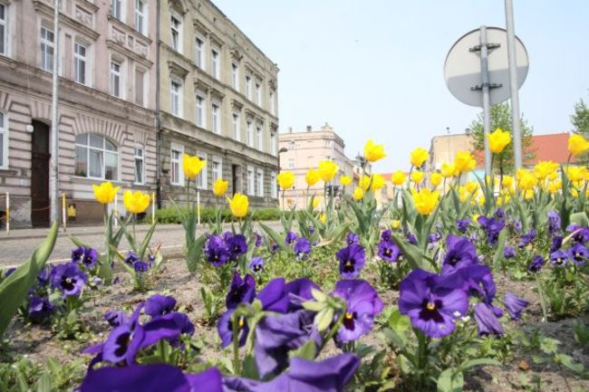 Tulipany w pełnej krasie (zdjęcia)