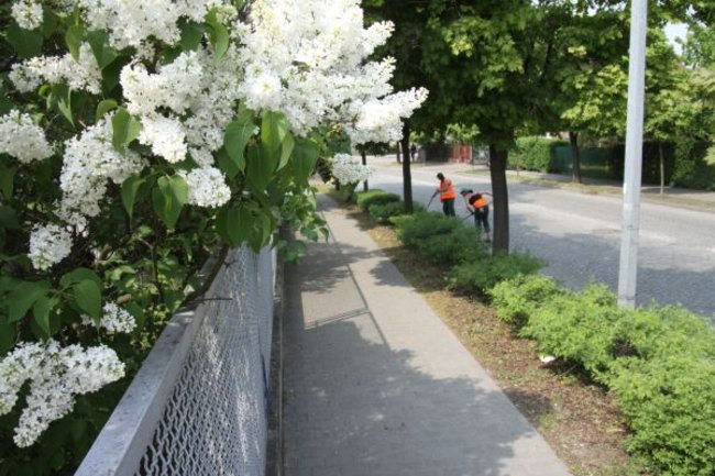 Tulipany w pełnej krasie (zdjęcia)