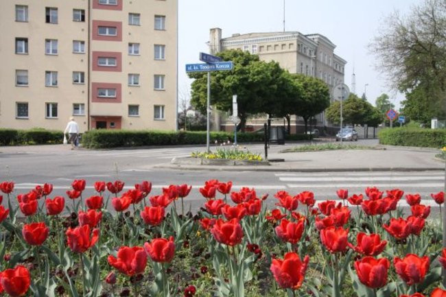 Tulipany w pełnej krasie (zdjęcia)