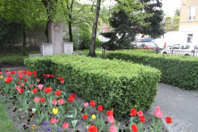 Tulipany w pełnej krasie (zdjęcia)