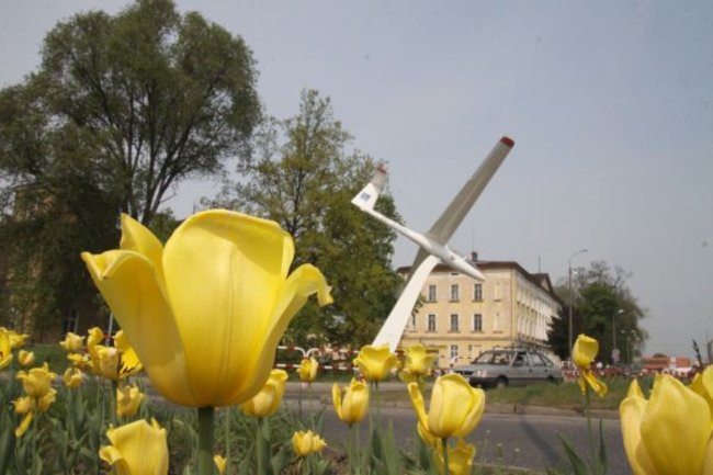 Tulipany w pełnej krasie (zdjęcia)