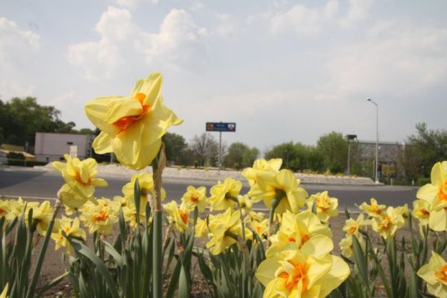 Tulipany w pełnej krasie (zdjęcia)