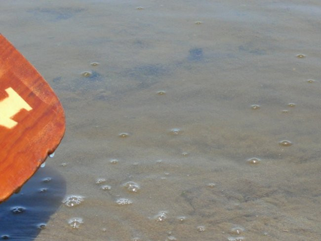 Na konwaliowym szlaku (zdjęcia)