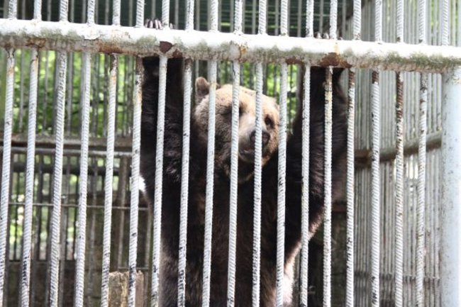 Basia i Kasia opuściły mini zoo (zdjęcia)