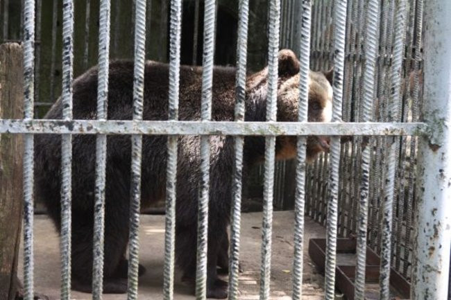 Basia i Kasia opuściły mini zoo (zdjęcia)