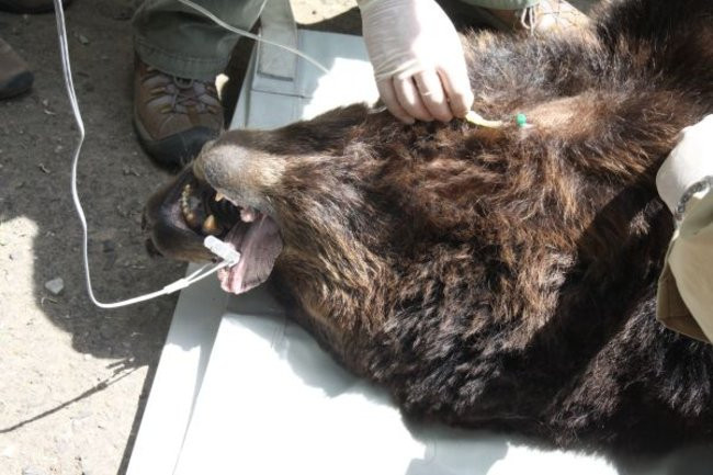 Basia i Kasia opuściły mini zoo (zdjęcia)