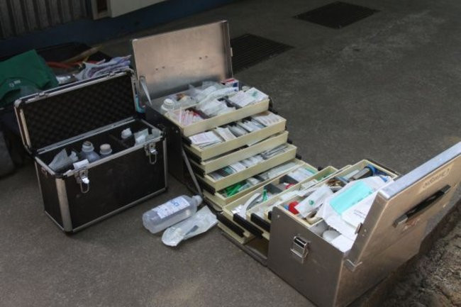 Misie bardzo dobrze zniosły drogę