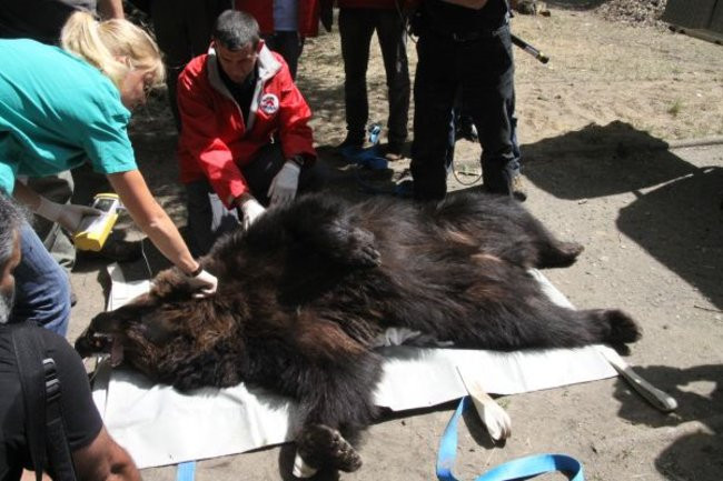 Misie bardzo dobrze zniosły drogę