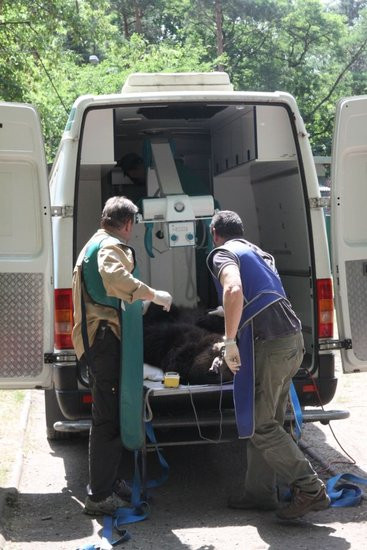 Misie bardzo dobrze zniosły drogę