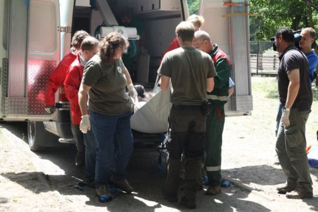 Misie bardzo dobrze zniosły drogę