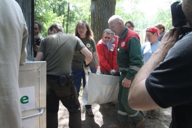 Misie bardzo dobrze zniosły drogę
