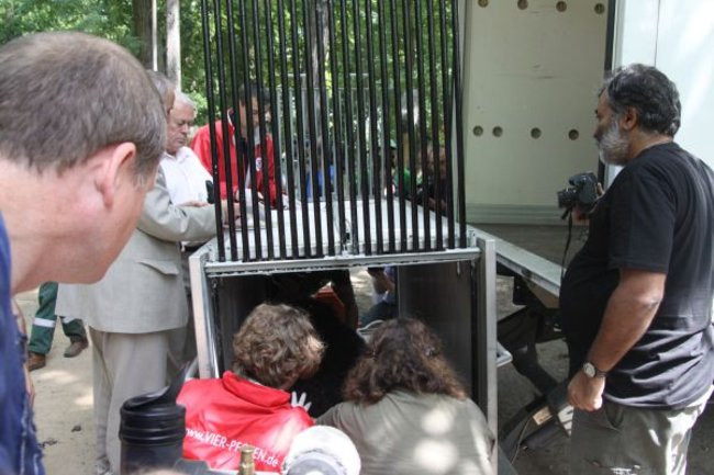 Misie bardzo dobrze zniosły drogę