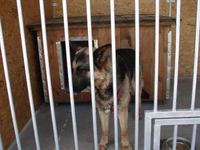 Luksusowe schronisko dla psów (zdjęcia)