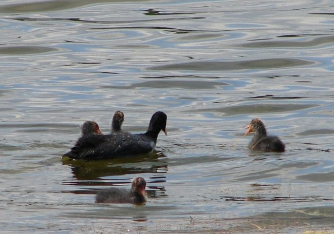 Dębiec Nowy przed sezonem (zdjęcia)