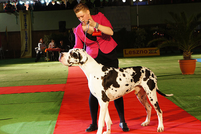 Dog niemiecki pokonał wszystkich (zdjęcia)