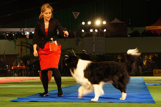 Dog niemiecki pokonał wszystkich (zdjęcia)