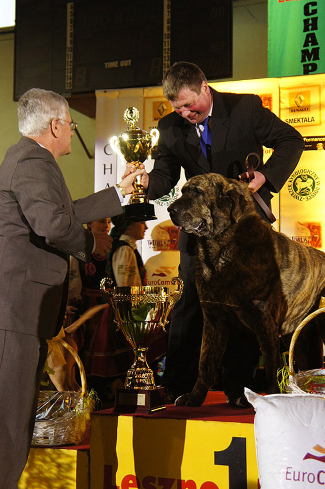 Dog niemiecki pokonał wszystkich (zdjęcia)