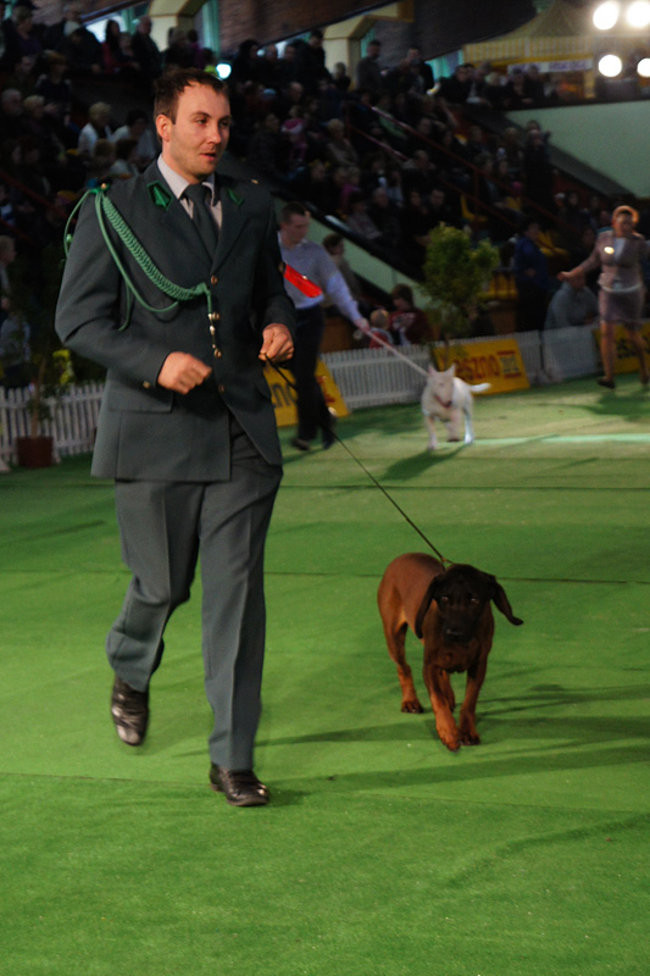 Dog niemiecki pokonał wszystkich (zdjęcia)