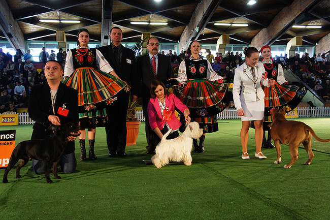 Dog niemiecki pokonał wszystkich (zdjęcia)