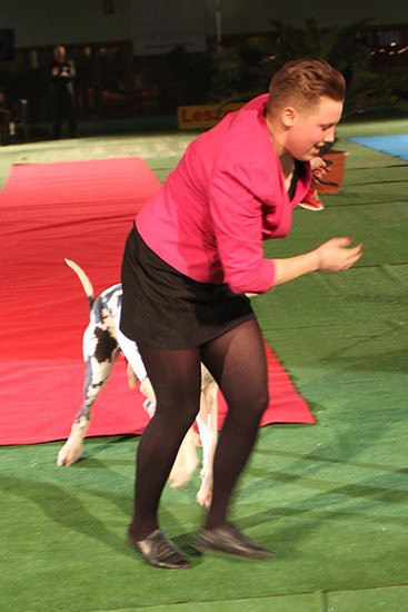 Dog niemiecki pokonał wszystkich (zdjęcia)