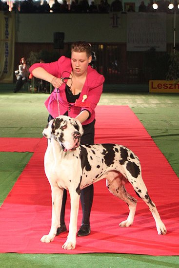 Dog niemiecki pokonał wszystkich (zdjęcia)