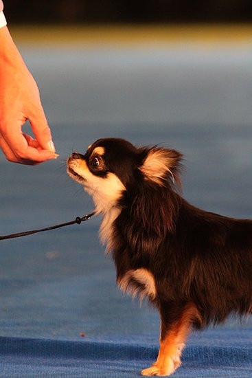 Dog niemiecki pokonał wszystkich (zdjęcia)