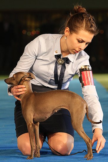 Dog niemiecki pokonał wszystkich (zdjęcia)