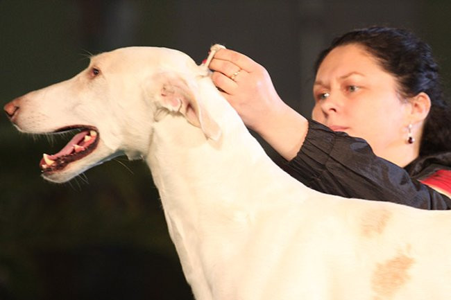 Dog niemiecki pokonał wszystkich (zdjęcia)
