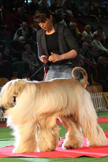 Dog niemiecki pokonał wszystkich (zdjęcia)