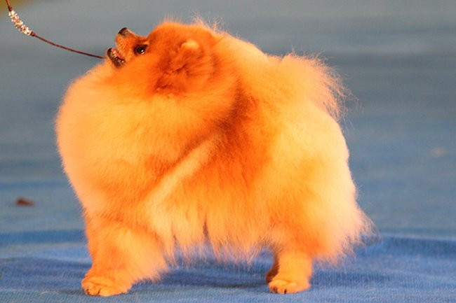Dog niemiecki pokonał wszystkich (zdjęcia)