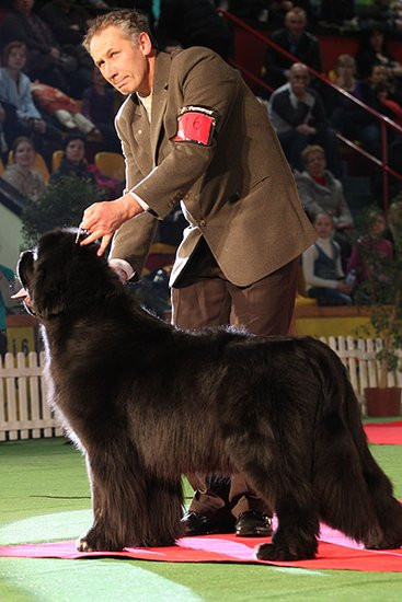 Dog niemiecki pokonał wszystkich (zdjęcia)