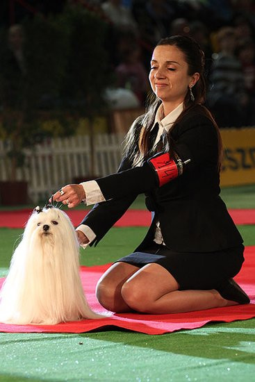 Dog niemiecki pokonał wszystkich (zdjęcia)