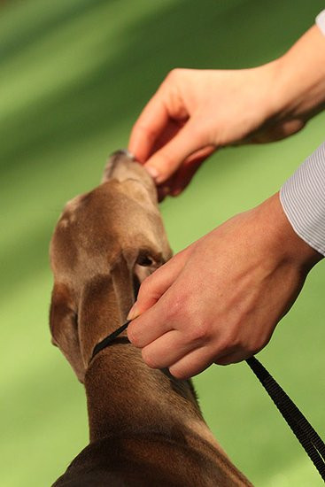 Dog niemiecki pokonał wszystkich (zdjęcia)