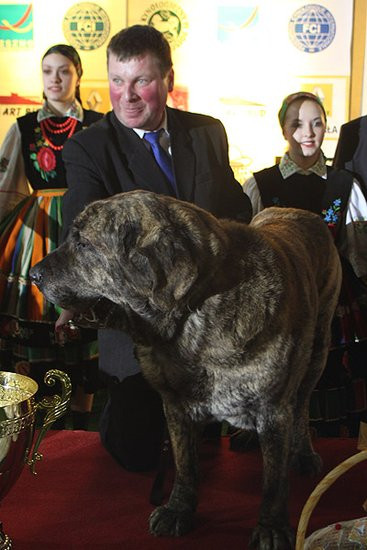 Dog niemiecki pokonał wszystkich (zdjęcia)