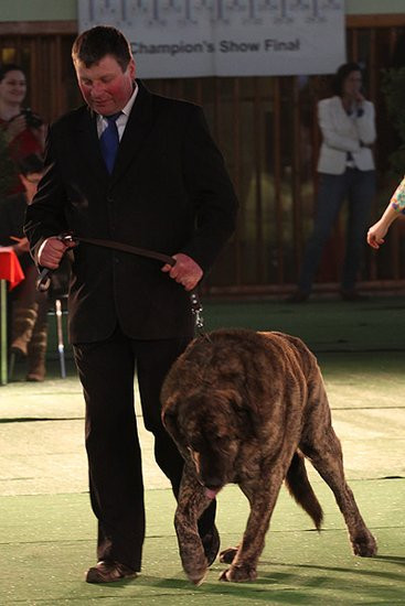 Dog niemiecki pokonał wszystkich (zdjęcia)