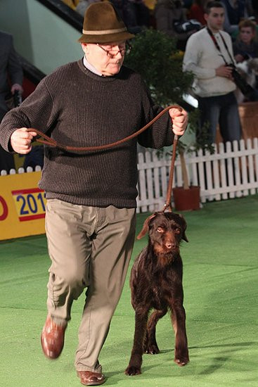 Dog niemiecki pokonał wszystkich (zdjęcia)