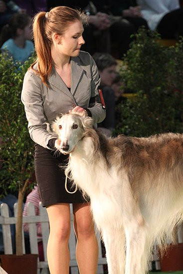 Dog niemiecki pokonał wszystkich (zdjęcia)