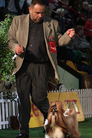 Dog niemiecki pokonał wszystkich (zdjęcia)