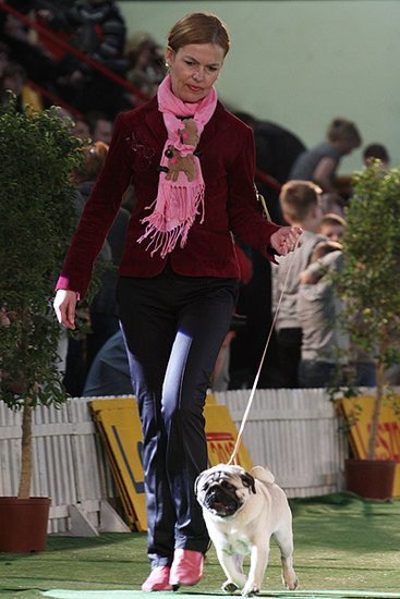 Dog niemiecki pokonał wszystkich (zdjęcia)