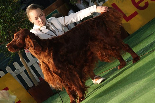 Dog niemiecki pokonał wszystkich (zdjęcia)
