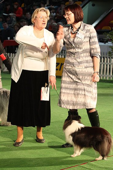 Dog niemiecki pokonał wszystkich (zdjęcia)