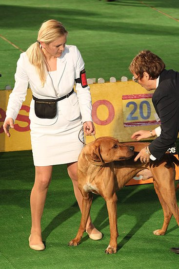 Dog niemiecki pokonał wszystkich (zdjęcia)