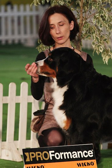 Dog niemiecki pokonał wszystkich (zdjęcia)