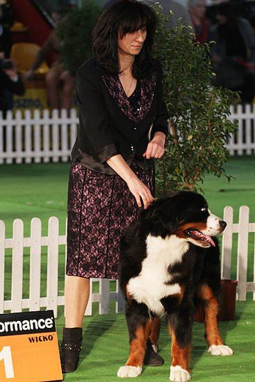 Dog niemiecki pokonał wszystkich (zdjęcia)
