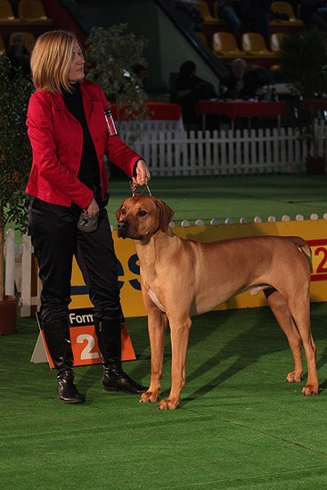 Dog niemiecki pokonał wszystkich (zdjęcia)